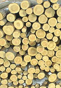 �D���~�[�� �c(di��n)���ɷŴ�