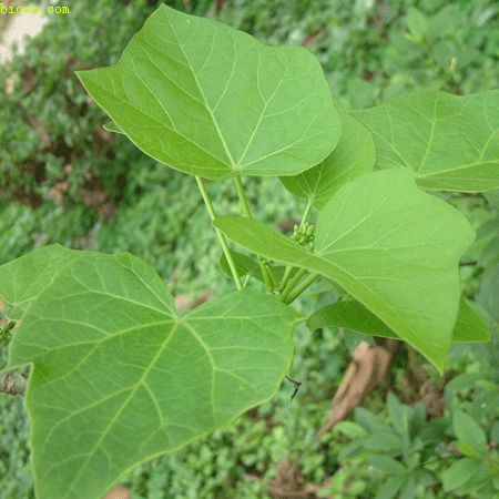 �D���鯂�����^�߽�(j��ng)���rֵ �c���ɷŴ�