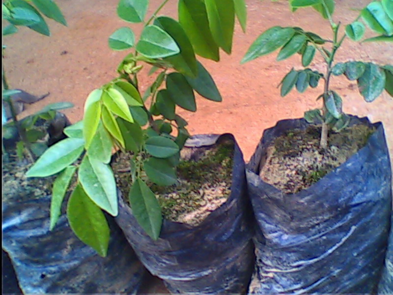 �D����������-�S������3 �c(di��n)���ɷŴ�