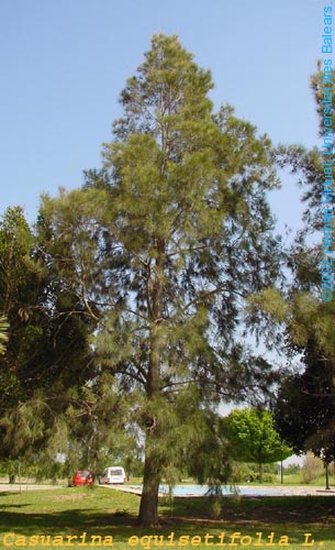 �D�����(sh��) �c(di��n)���ɷŴ�