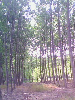 �D���a(ch��n)Ʒչʾ�� �c���ɷŴ�