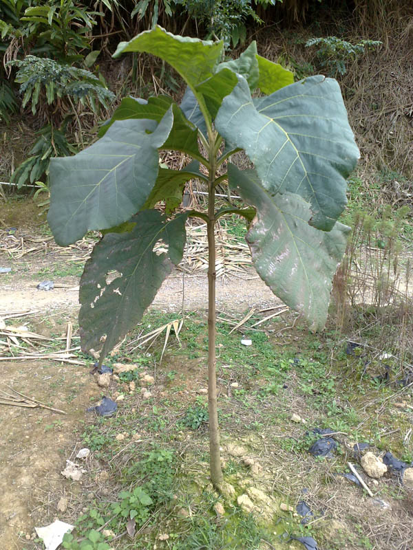 �D����z��ľ �c(di��n)���ɷŴ�