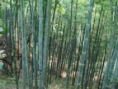 �D���������� �c(di��n)���ɷŴ�