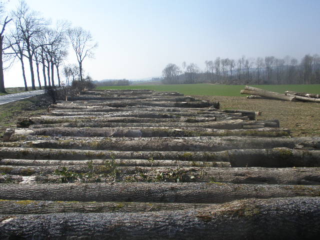 �D���ֈ� �c���ɷŴ�