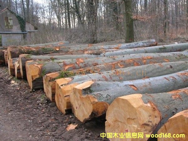 �D���W�ޙ�ľ���S���� �c���ɷŴ�