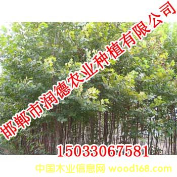 �D��107��� �c(di��n)���ɷŴ�