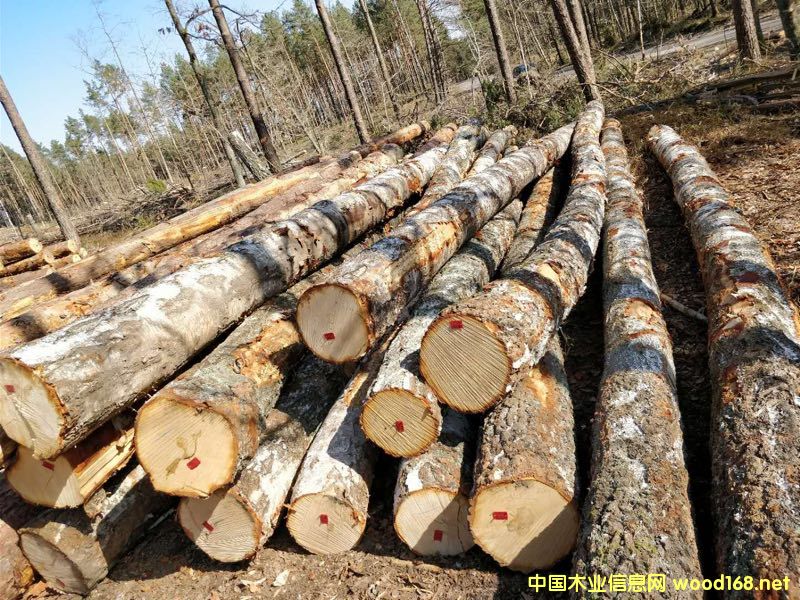 �D���W�ޘ�ľԭľ��؛ �c���ɷŴ�