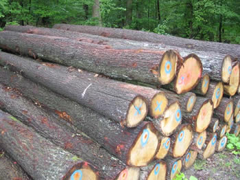 �W�ް����Ԕ��(x��)��B