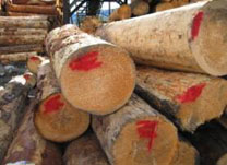 ����о��ľƤ���Fɼԭľ��Ԕ��(x��)��B