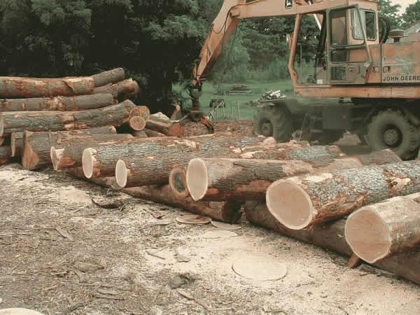 ����ԭľ--�t���ҵ�Ԕ����B