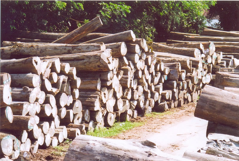 ����(y��ng)�ϵȾ����߳���ľ��ԭľ����Ԕ����B