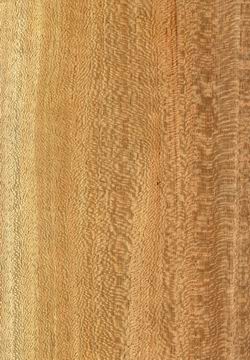 �Ҳ�����(y��ng)ľƤ��Ԕ��(x��)��B