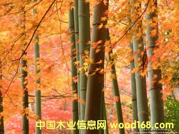 ��ľ��Ԕ��(x��)��B