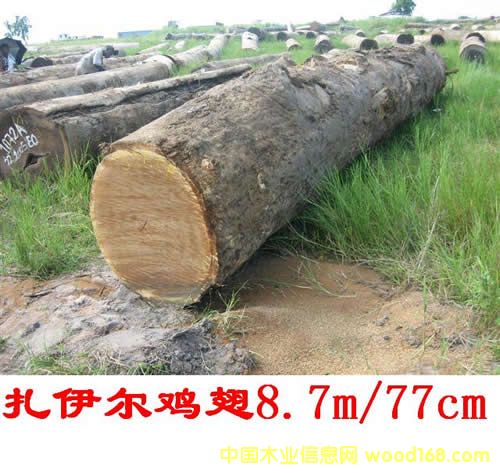 WENGE  �� �u ���Ԕ����B