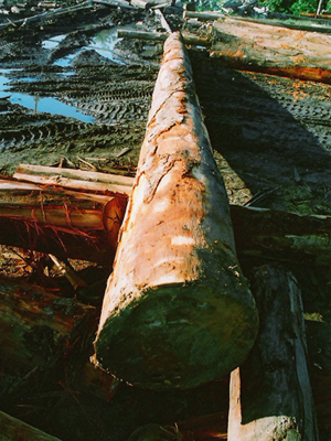 �c���鿴����ľ�Ŵ�DƬ