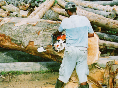 �c���鿴ԭľ����֮һ:ȥƤ�Ŵ�DƬ