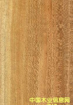 ���ٽz���N�������Ƭ��