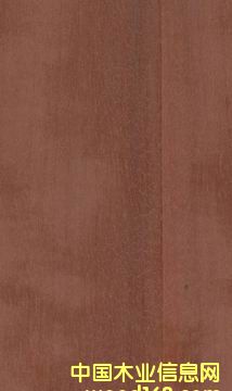 �t��ľ���N�������Ƭ���ذ壩