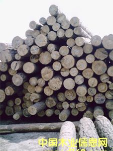 ԭľ������