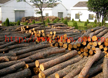 �c(di��n)���鿴��ľ�Ŵ�DƬ