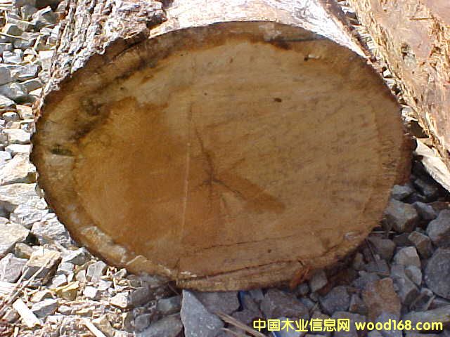 HARD MAPLE(Ӳ��)��Ԕ��(x��)��B