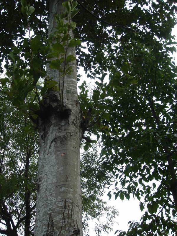 ��ľ(alder)�ذ����Ҏ(gu��)��ĵ�Ԕ��(x��)��B