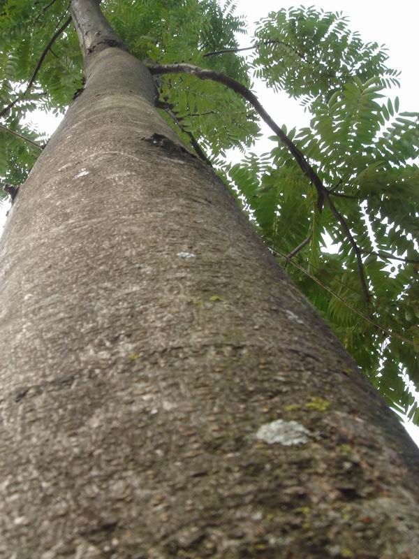 �t�����㴻��toona)�ذ����Ҏ(gu��)��ĵ�Ԕ��(x��)��B