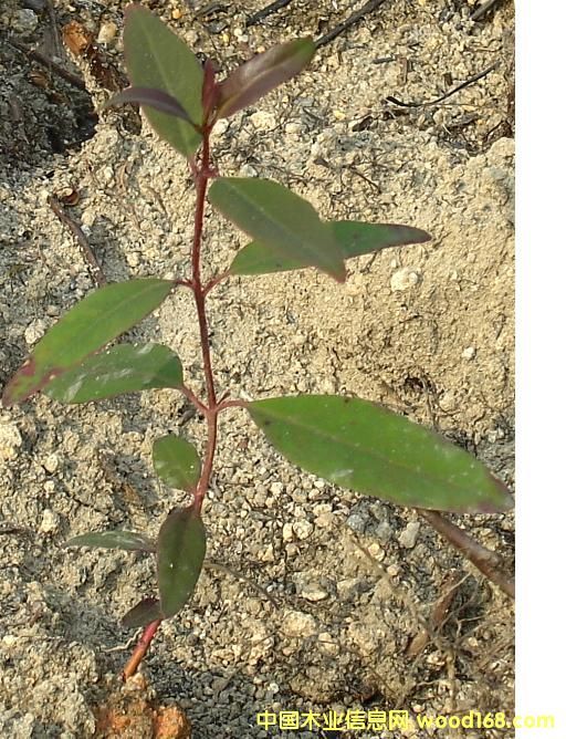 ��(d��ng)��������Ԕ����B