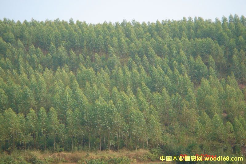 �c(di��n)���鿴һ�������Ŵ�DƬ