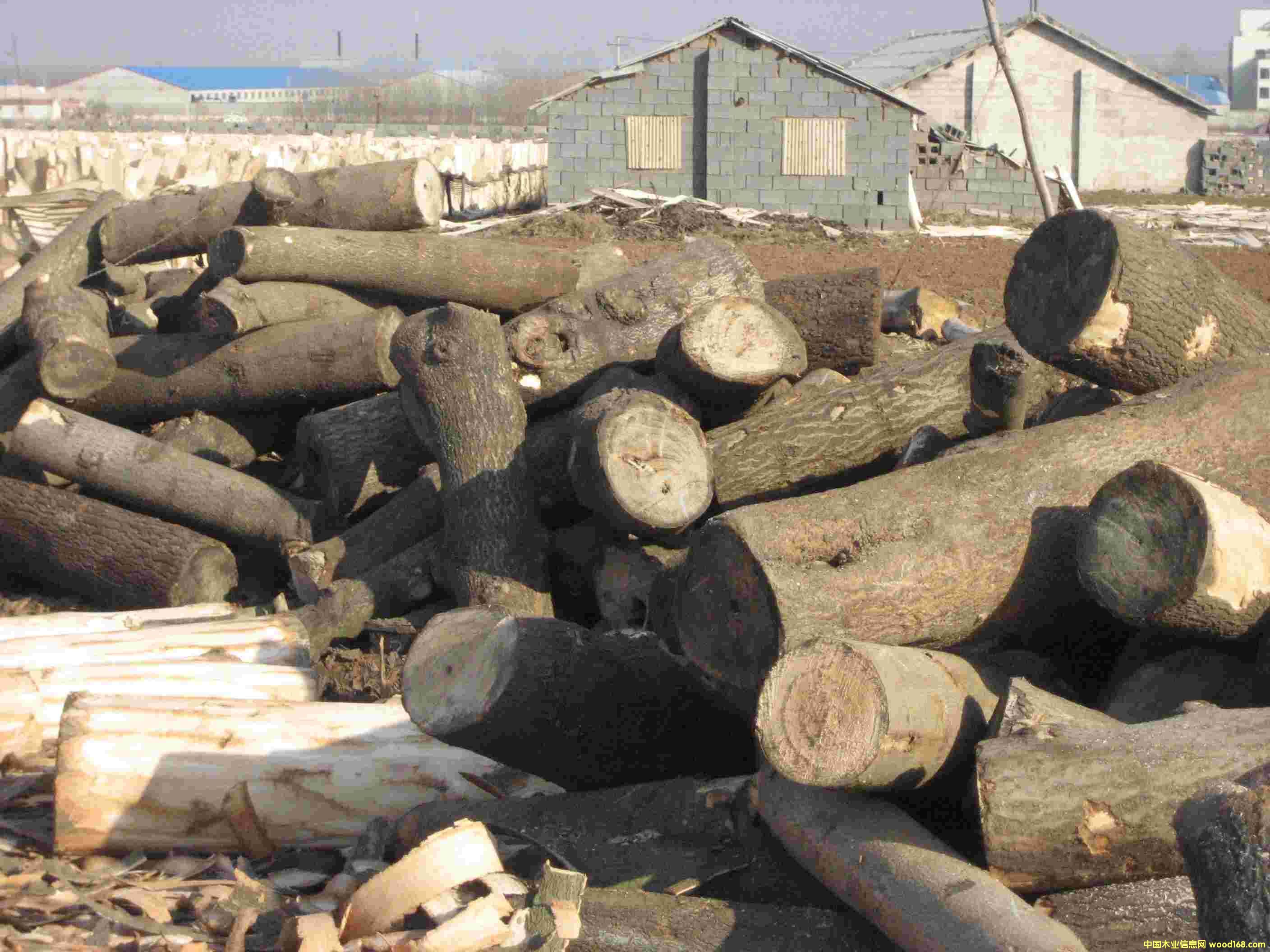 ɽ�|�R����ͩԭľ��Ԕ����B