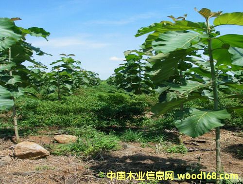 ��ľ�磨��(gu��)��863�(xi��ng)Ŀ���|(zh��)�����C��