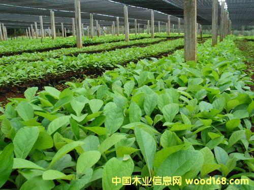 �c(di��n)���鿴��ľ���磨�M�ࣩ�Ŵ�DƬ