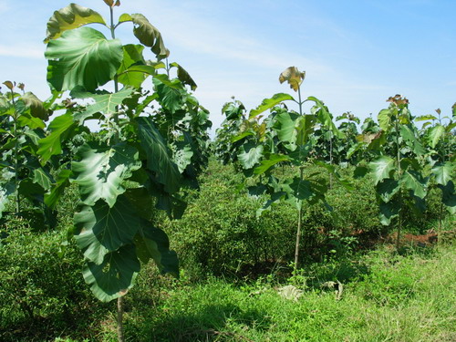 �c���鿴��ľ���Ԕ���Y��