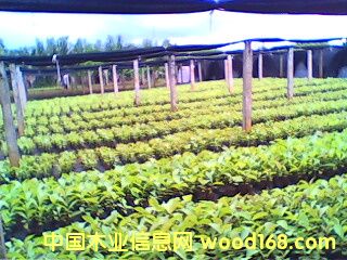 �c���鿴��ľ��(�÷N)��Ԕ���Y��