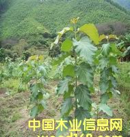 �c(di��n)���鿴��ľ��(��Ʒ�N)�Ŵ�DƬ