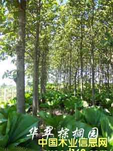 ��ľ��(��(y��u)�|(zh��)Ʒ�N)