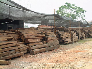 250������t��֦����ľ���t̴��