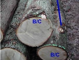 �c(di��n)���鿴��ľԭľ�Ŵ�DƬ