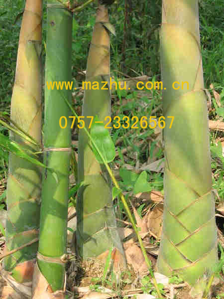 �c���鿴����Ŵ�DƬ