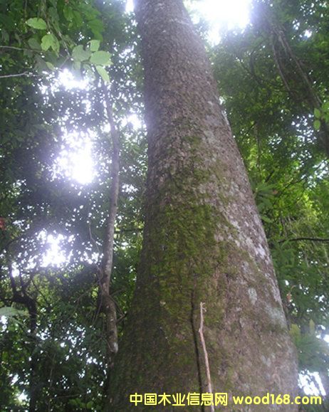 ��ľ��ԭ���ϼ���ģ�