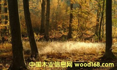 �����䣨ԭ���ϼ���ģ�