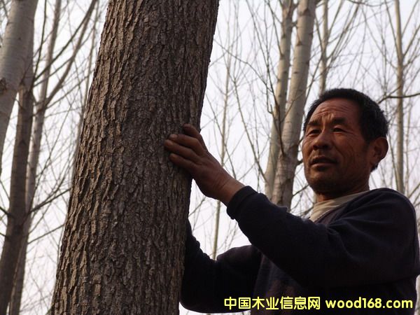 �a(ch��n)Ʒ�DƬ��������ľԭľ��(g��)�˷Nֲ-�Ї�(gu��)ľ�I(y��)��Ϣ�W(w��ng)�a(ch��n)Ʒ��(k��)��ȫ