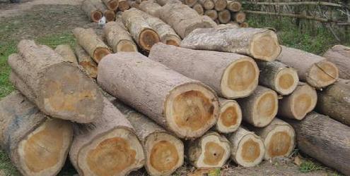 �ϓ���ľԭľ��Ԕ��(x��)��B