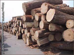 ��ľ��Ԕ����B