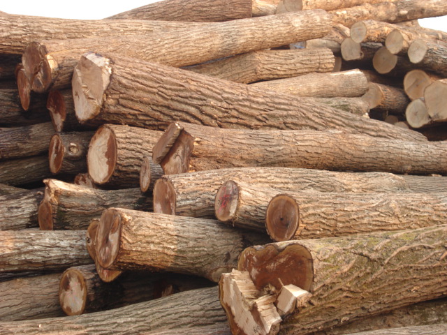 ԭľ��Ԕ����B