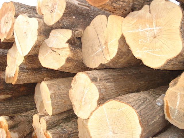 ��ľ����ľԭľ��Ԕ����B