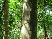 �c���鿴ʯ��ԭľ�Ŵ�DƬ