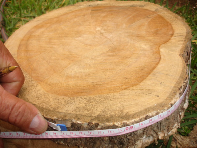 �c(di��n)���鿴��ľ�Ŵ�DƬ