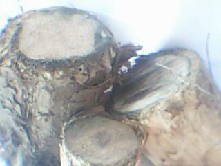 �c���鿴��ľ�Ŵ�DƬ