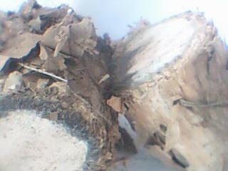 �c���鿴��ľ�Ŵ�DƬ